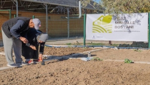 Mahalle bostanlarında kış dikimleri başladı