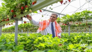 İzmir Büyükşehir Belediyesi üreticiye desteğini sürdürdü