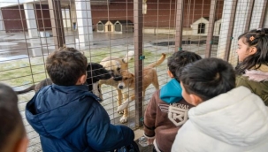 86 bin tedavi, 13 bin kısırlaştırma