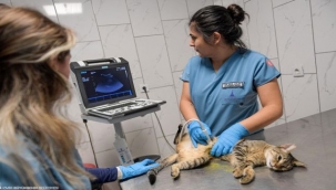 On binlerce cana dokunan seferberlik