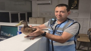 Zabıtadan yürek ısıtan kurtarma