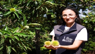 İzmir'in kestanesine gal arısı kalkanı