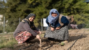 Mahalle Bostanlarında kışlık sebzeler toprakla buluşuyor